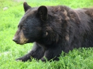 42-juli-Black Bear-Kenai Peninsula